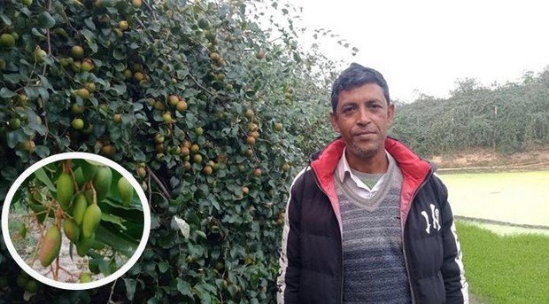মিশ্র ফলের বাগানে ২ বছরে মোশারেফের ১৮ লাখ টাকার ফল বিক্রি! মিশ্র ফলের বাগানে ২ বছরে মোশারেফের ১৮ লাখ টাকার ফল বিক্রি!